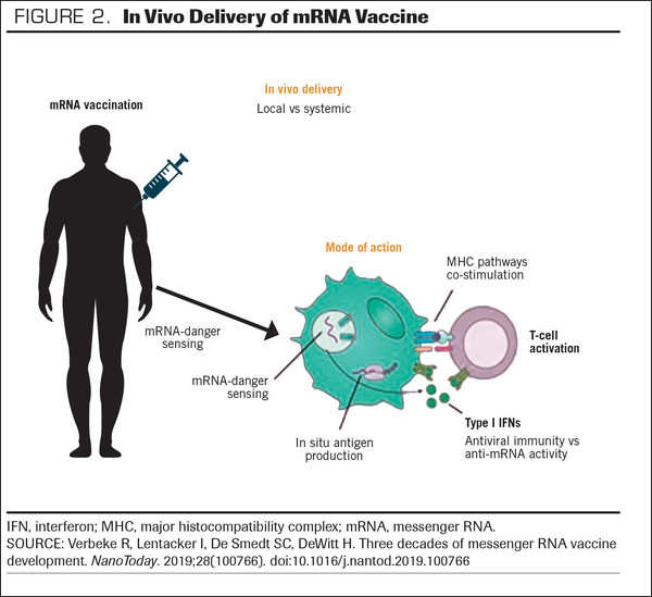 mRNA 백신의 생체 내 전달