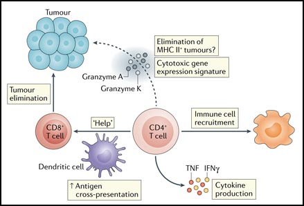(그림 1) 치료용 암 백신 주사에 따르는 신항원에 특정한 CD4+T 세포의 역할