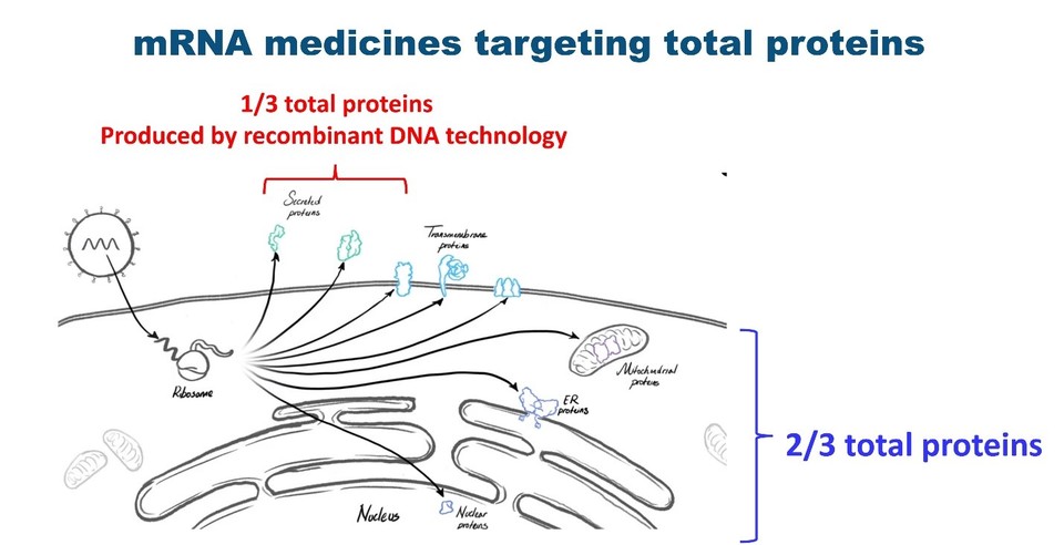 (그림1) mRNA 기반 약물이 타깃하는 단백질의 범위.
