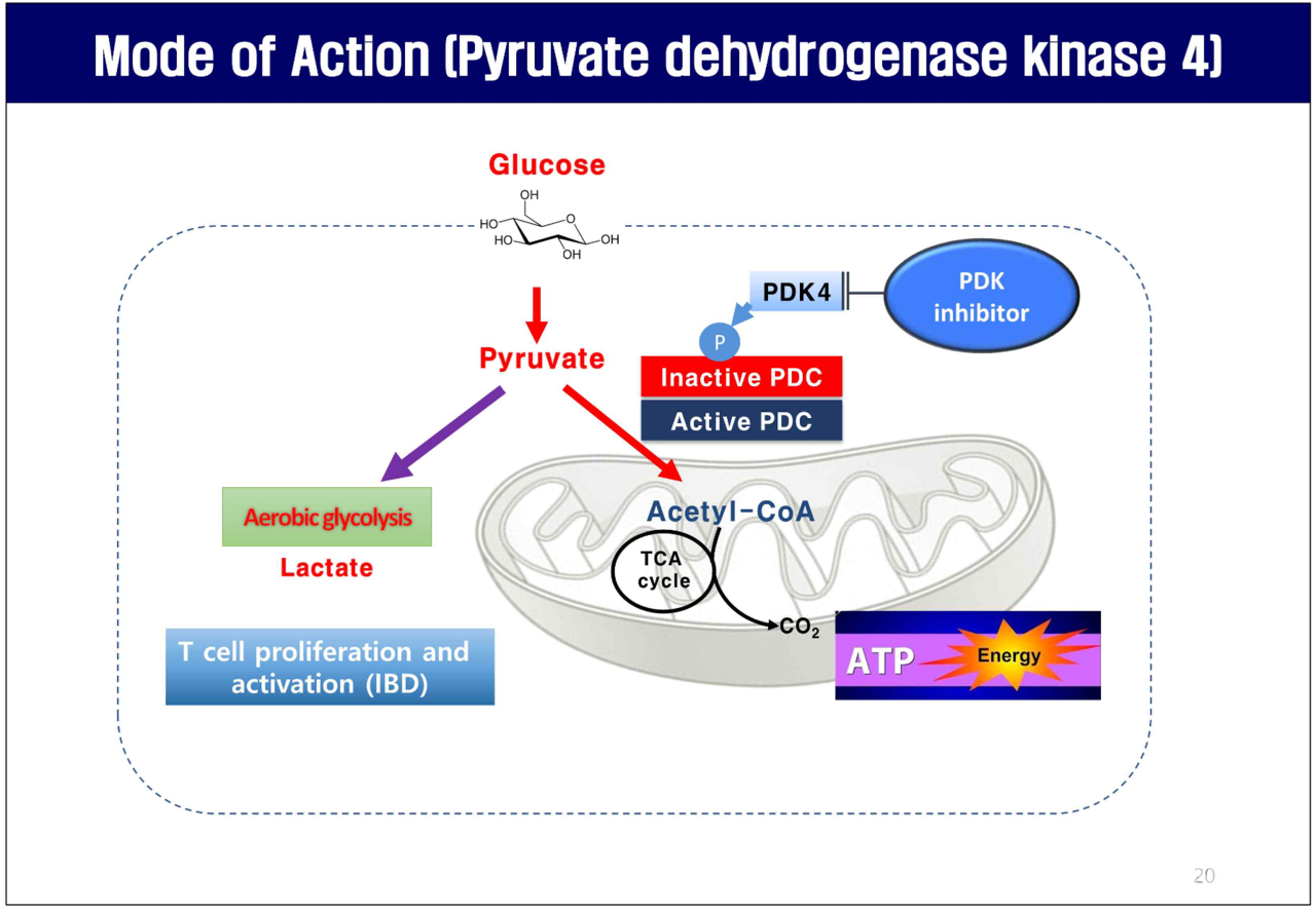 PDK4 저해제 작용기전 / 출처=제이디바이오사이언스 IR 자료