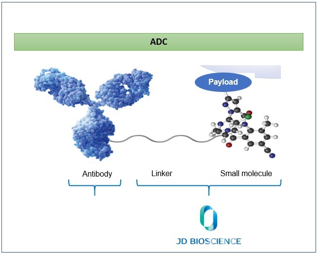 회사는 항체약물접합체(ADC) 중 페이로드와 링커를 개발하고 있다. / 출처=제이디바이오사이언스 IR 자료