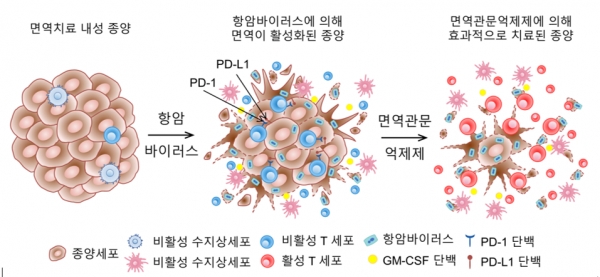 항암바이러스와 면역관문억제제의 병용 투여 효과면역치료 내성 종양에 항암바이러스 치료를 하면 종양 내 T세포가 증가할 뿐만 아니라 PD-1, PD-L1과 같은 면역관문 단백질의 발현이 증가한다. 여기에 PD-1 면역관문억제제를 동시에 투여하면 강력한 치료 반응을 보인다.