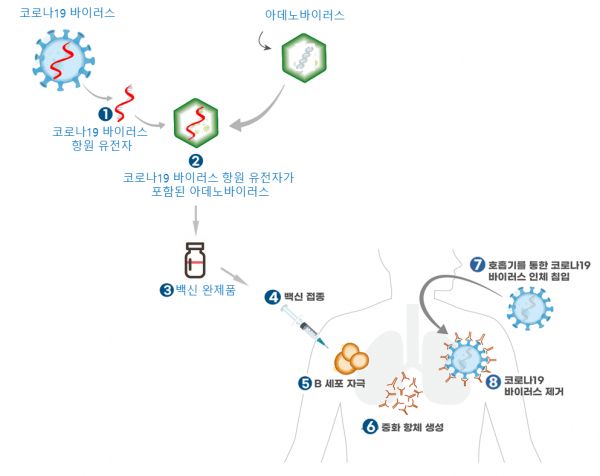 코로나19 바이러스 벡터 백신 생산 및 체내 작용 기전