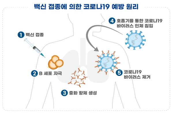 백신 접종에 의한 코로나19 예방원리 (사진제공=식품의약품안전처)