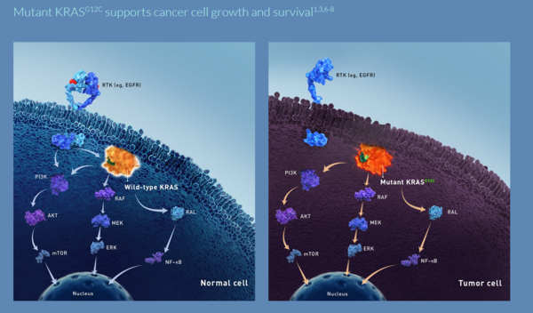 KRAS 돌연변이는 종양세포의 성장과 생존에 영향을 미칩니다.[출처=암젠 홈페이지]