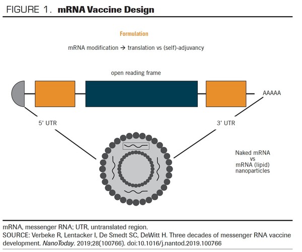 mRNA 백신 디자인. (필자제공)