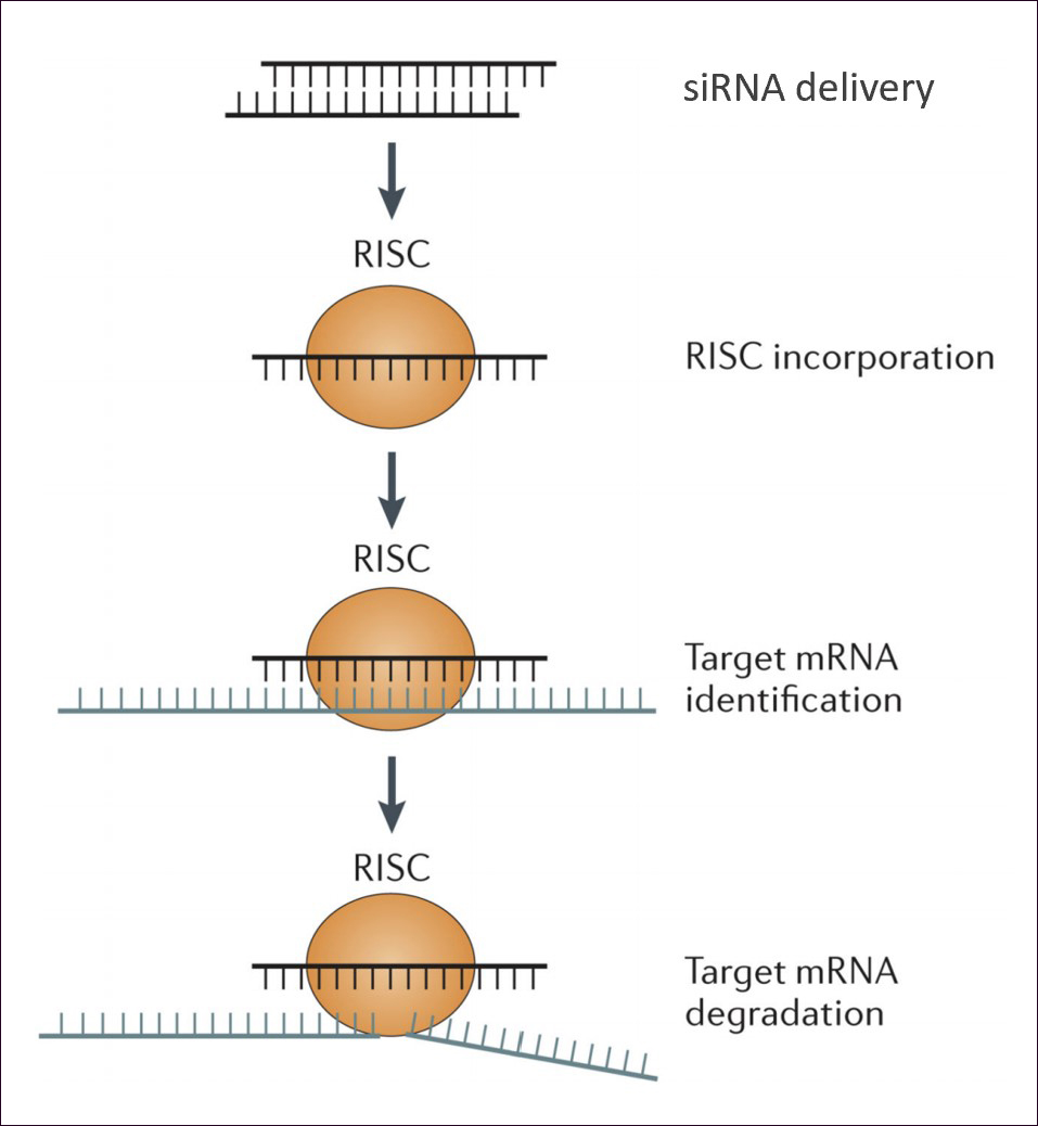 그림1. siRNA 작용 기전 (Reference 4에서 발췌 및 수정)