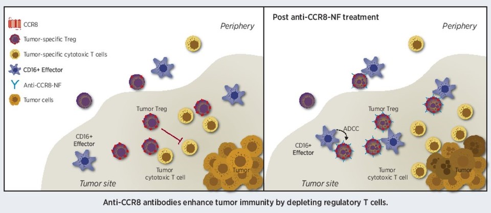 Joseph R Campbell et al. Fc-Optimized Anti-CCR8 Antibody Depletes Regulatory T Cells in Human Tumor Models. Cancer Res 2021 Vol. 81 Issue 11 Pages 2983-2994