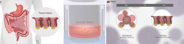오가노이드의 배양 과정 인체조직을 채취해 줄기세포 부분을 배양한다. 이후 배양한 세포와 실제 세포가 세포 구성, 구조, 기능이 동일한 경우를 오가노이드라 부른다.