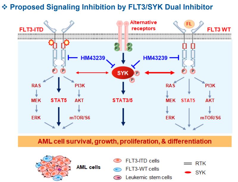 HM43239의 인산화 단백질 억제 메커니즘 (사진 출처 : 한미약품 2021년 'HM43239' 연구 논문 포스터)