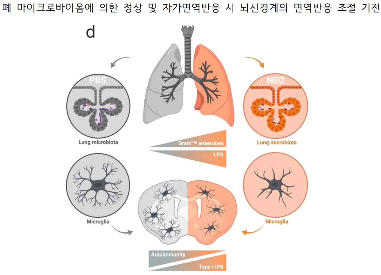 출처 : Nature, The lung microbiome regulates brain autoimmunity