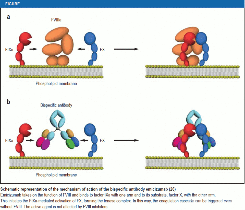 혈액응고인자 'Factor Ⅷ'과 헴리브라 작용기전 비교 (자료 제공 : JW중외제약)
