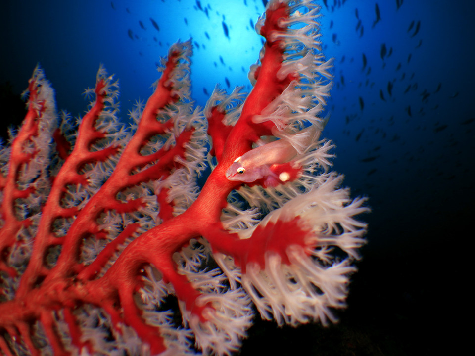 스트로브로 원래의 색인 붉은색을 재현.