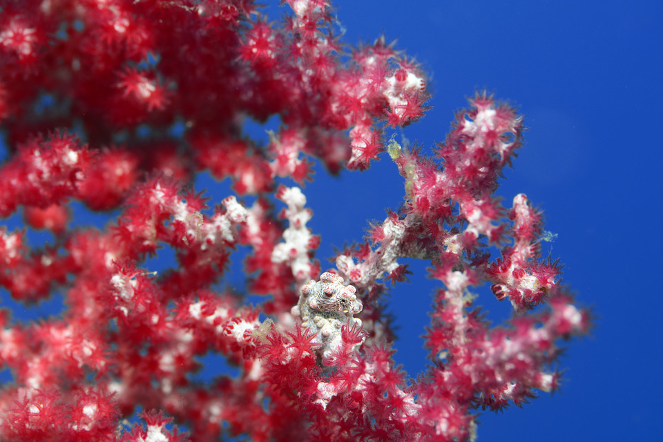 1cm 피그미 해마와 서식하는 산호.