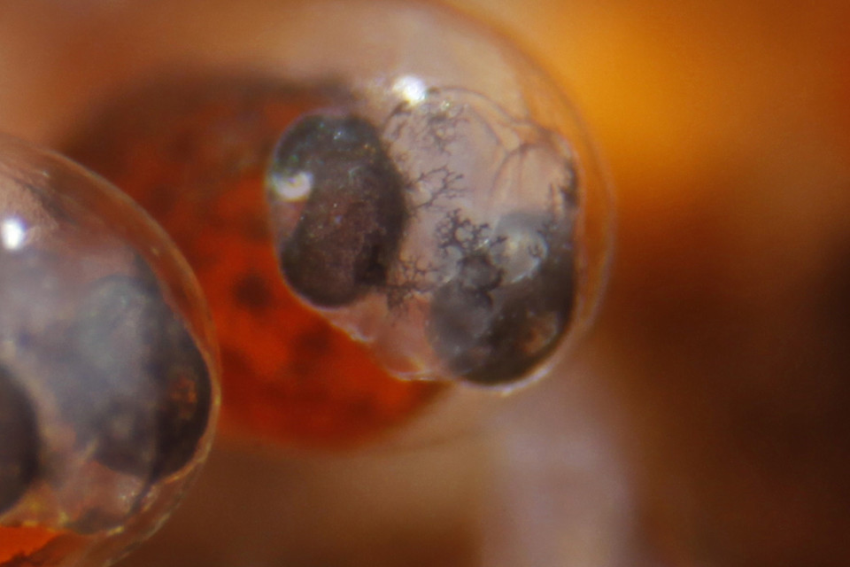 확대 촬영한 네모 물고기 알