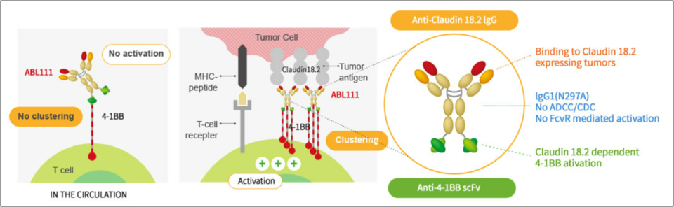 ABL111의 구조 및 작용기전. 출처=에이비엘바이오 홈페이지