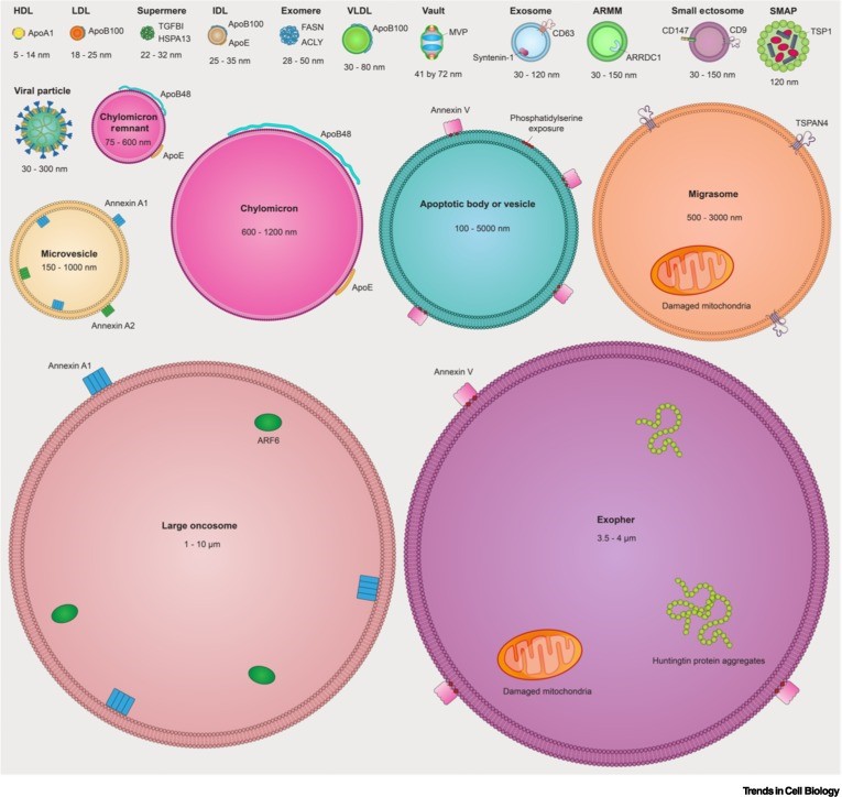 Trends in Cell Biology, Extracellular vesicles and nanoparticles: emerging complexities (2023)