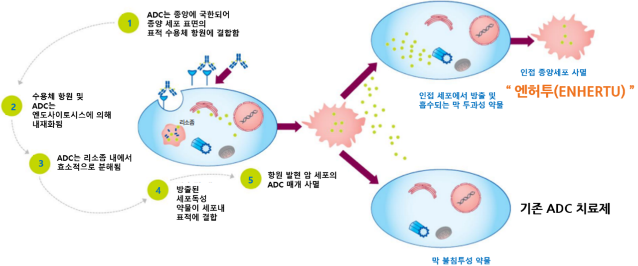 ADC의 작용기전: 기존 ADC vs. 인접종양세포 사멸효과를 가진 엔허투