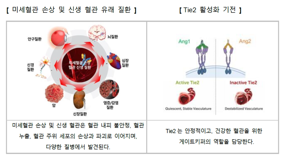 카지노 바카라는 독자적인 원천 기술인 Tie2 수용체 활성 기전을 활용한 항체 치료제 신약 개발에 나서고 있다. / 자료=카지노 바카라