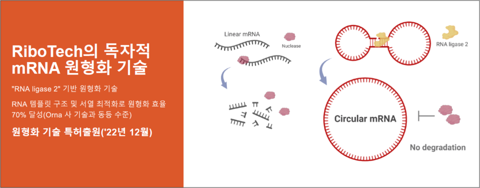 라이보텍은 지난해 12월 RNA 리가아제2(Ligase 2) 기반의 원형화 기술 특허를 출원했다. / 출처=회사 IR 자료