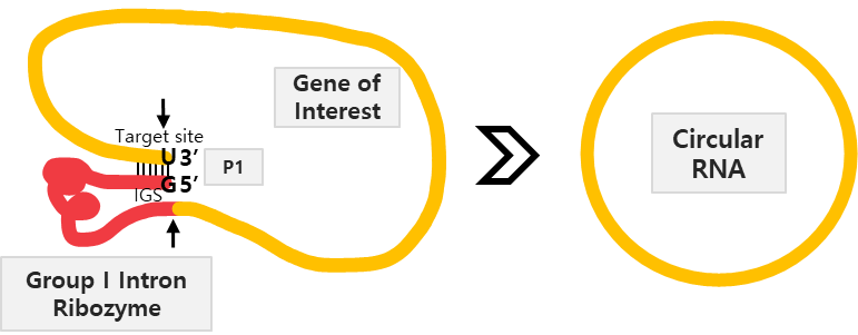 CELL 발간 'Molecular Therapy: Nucleic Acids' 저널에 실린 알지노믹스 고유의 ‘자가 환형화 RNA 구조체’의 자가 원형화 메커니즘