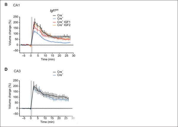 [그림] Postsynaptically 합성된 IGF1은 CA1 피라미드 뉴런에서 척추 가소성과 IGF1R 활성화에 필요하지만 CA3 피라미드 뉴런에서는 필요하지 않다.