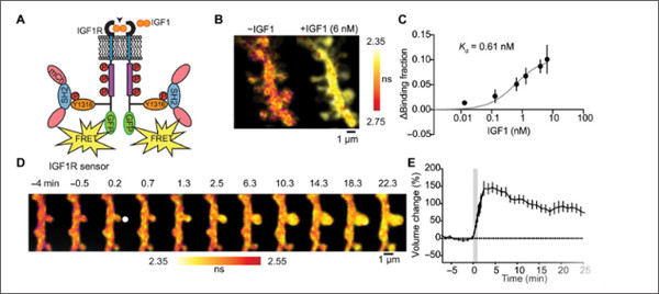 [그림] (A) IGF1R 센서 설계. (B 및 C) IGF1R 활성화의 대표 이미지(B) 및 정량화(C)는 다른 용량의 목욕 IGF1에 대한 반응으로 센서 결합 분율의 변화로 측정된다. Michaelis-Menten 곡선(Kd = 0.61 nM, 피팅으로 얻음)도 (C)에 표시된다. N = 20(뉴런). (D)표시된 시점에 대해 평균화된 IGF1R 활성화의 대표적인 2pFLIM 이미지. 화살촉은 uncaging 위치를 나타낸다. 짧은 수명은 더 높은 IGF1R 활동을 의미한다. (E) 자극된 척추의 볼륨 변화, 시간 코스.