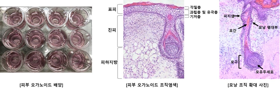 강스템바이오텍의 피부 오가노이드 조직 염색 이미지 / 사진=강스템바이오텍