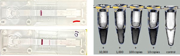 유전자가위 진단키트 플랫폼을 활용한 코로나19)COVID19) 진단키트 시제품(왼쪽) 및 럼피스킨병 바이러스 유전자 검출 결과 / 사진=엔세이지