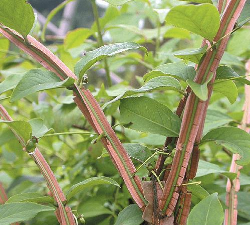 화살나무 / 사진=동성제약