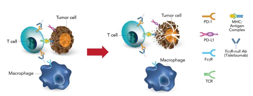 테빔브라주 작용기전 / 사진=베이진코리아