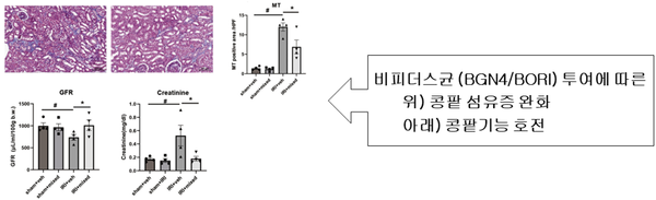 비피더스균(BGN4와 BORI)의 투여에 따른 콩팥 섬유증 완화(위)와 콩팥 기능 호전 효과 / 자료=비피도