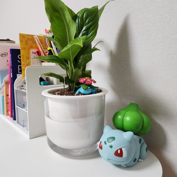 '우리집 반려식물 자랑대회' 관련 이미지 / 사진=종근당홀딩스