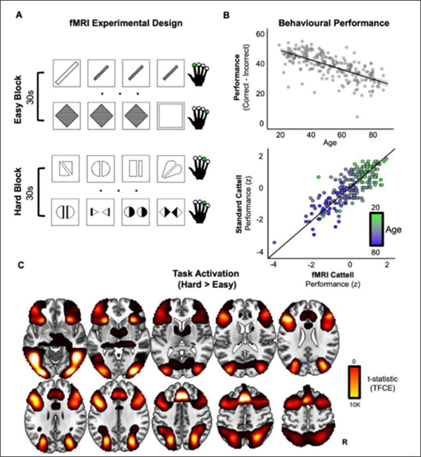 (A) Cattell 작업의 fMRI 버전의 디자인. 각 시도(각 행)카지노 게임 종류 참가자는 한 손가락 버튼 누르기(녹색 원)를 사용하여 4개의 패널카지노 게임 종류 남들과 다른 하나를 식별하여 선택한다. 조건 블록(30초)은 쉬운 퍼즐과 어려운 퍼즐을 번갈아 표시한다. (B) 답을 맞추는 행동은 연령 관련 쇠퇴한다. fMRI 버전의 Cattell 작업카지노 게임 종류 올바른 답은 연령에 따라 선형적으로 크게 감소했다(상위). 표준 Cattell 작업의 성능 측정과 fMRI에 사용된 수정된 버전(하위) 간에 높은 신뢰성이 관찰되었다. 위쪽 패널카지노 게임 종류 검은색 선은 음영 처리된 95% 신뢰 구간을 사용한 적합 회귀 추정치를 나타낸다. 하단 패널카지노 게임 종류 검은색 선은 두 Cattell 버전 간의 완벽한 상관관계를 나타낸다. (C) 단변량 작업 효과. TFCE(threshold-free cluster enhanced, 임계값 없는 클러스터 강화) 수정 후 어려운 블록과 쉬운 블록의 퍼즐을 해결하기 위한 전뇌 복셀 방식 활성화(voxel-wise activations).