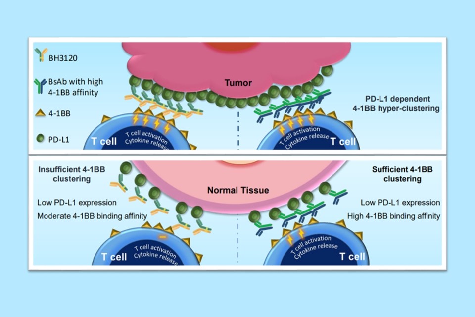 북경카지노사이트 추천이 미국암연구학회(AACR 2023)에서 발표한 'BH3120(개발코드명)'의 작용기전. 종양(Tumor)에서는 'BH3120(왼쪽 Y자 물질)'과 '4-1BB 결합력이 높은 이중항체(오른쪽 Y자 물질)' 모두 강력한 항암 효과를 유도하지만, 일반 조직(Nomal Tissue)에서는 BH3120이 4-1BB 결합력이 높은 이중항체와 달리 불필요한 면역활성화를 최소화해 보다 안전성을 지닌다는 내용. / 사진=한미약품