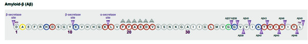 그림 1: 사설 카지노 돌연변이의 하나인 '웁살라 결실'은 Aβ 아미노산 중간의 서열 19-24가 제거되었다.