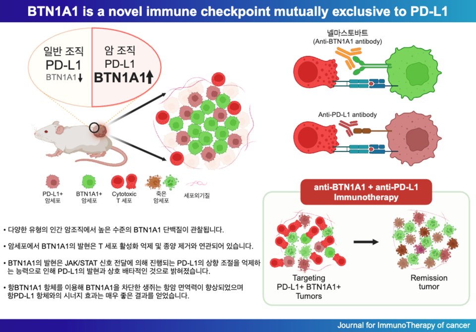 JITC에 발표된 넬마스토바트의 항암 효과와 항PD-L1 항체 병용치료의 시너지 효과 / 그래픽=에스티큐브