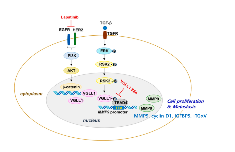 VGLL1 생성과 VGLL1-TEAD4 결합에 의한 암세포 악성화 및 SCVP (VGLL1S84 peptide)의 VGLL1와 TEAD4 결합 억제 기능 / 사진=원큐어젠
