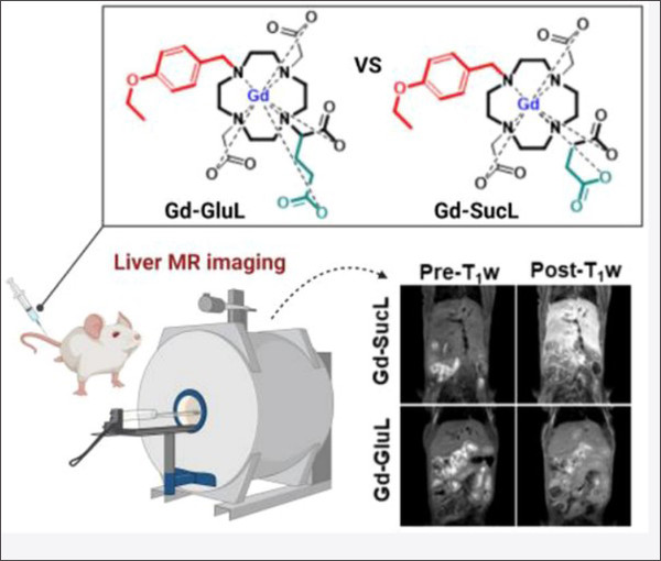 팜젠사이언스가 개발 중인 거대고리형 MRI 간특이 조영제 (Gd-SucL)를 쥐에 투여하여 MRI 촬영 시 우수한 간조영력과 화학적 안정성이 확인된다고 함. 이미지 제공 =팜젠사이언스.