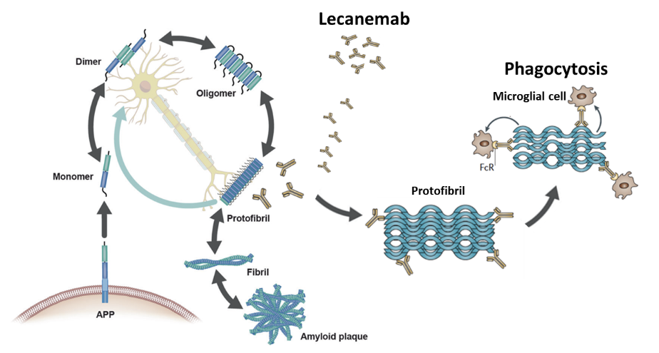 레켐비의 작용기전 / 사진=한국에자이