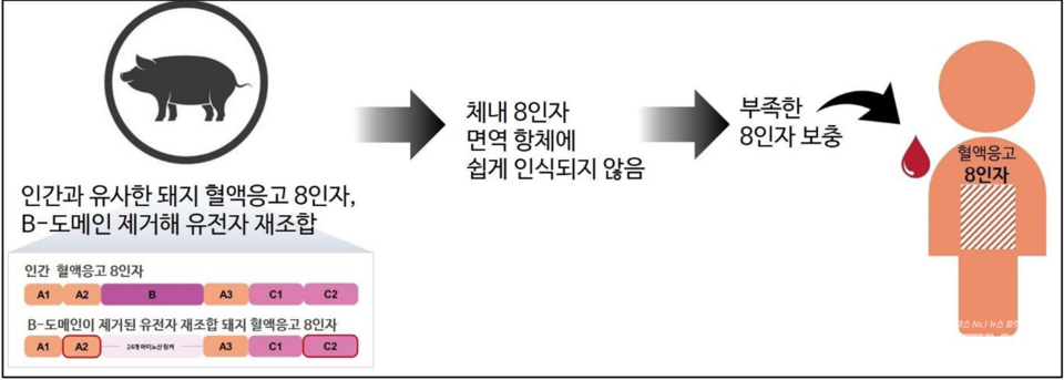 사설 바카라의 구조적 특징 / 그래픽=황재선 기자