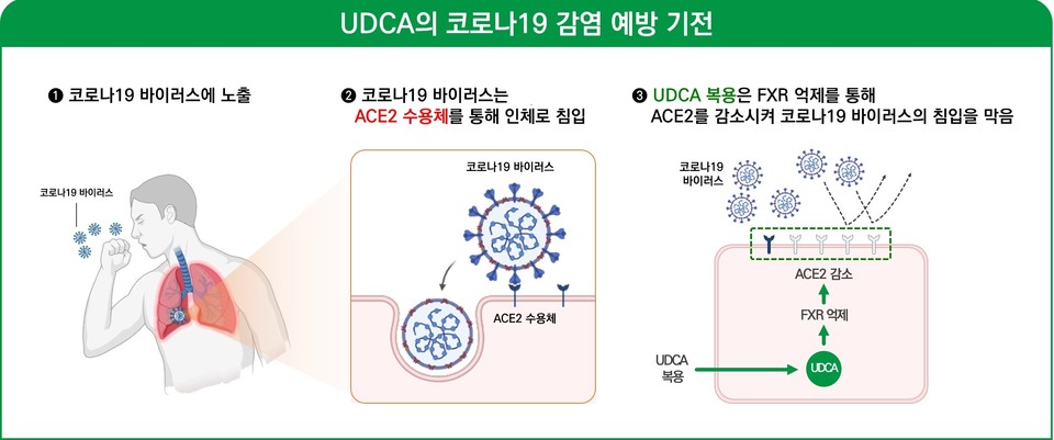 UDCA의 코로나19 감염 예방 기전 / 사진=대웅제약