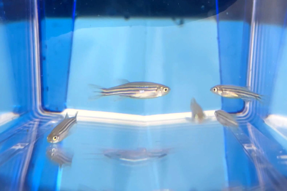 제브라피쉬. 출처=JW중외제약