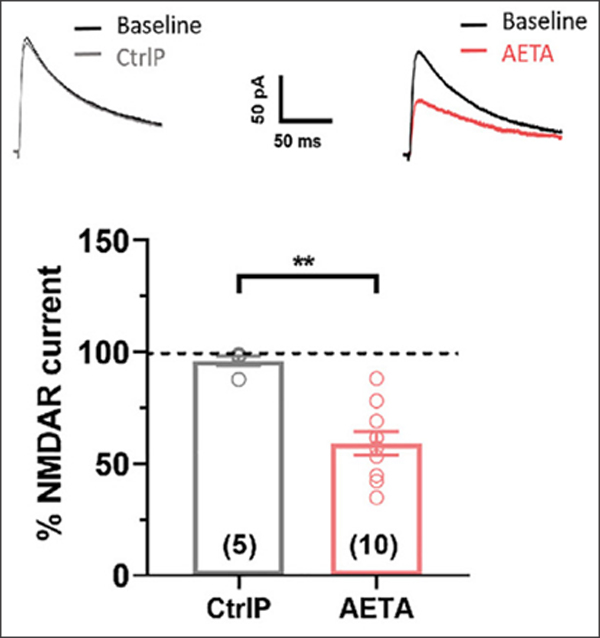 그림 2: 이온성 비트(The Ionotropic Bit). 10 nM Aη는 마우스 해마 슬라이스에서 NMDAR 전류를 35% 억제했다. [Dunot 바카라 사이트 al., 2024]