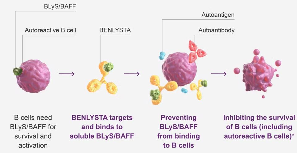 벤리스타 작용기전 / 출처=벤리스타 미국 웹사이트