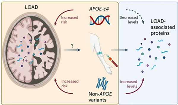 그림: ApoE4에 대한 얼굴 정보. ApoE4 보유자 중 일부 단백질의 lower abundance(낮은 단백질 빈도)은 AD와 관련이 있었다. AD 경로에 있는 비보유자 중 이 네 가지 단백질은 증가했다. [Frick et al., Nature Aging, 2024]