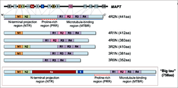 그림 Super-Size Me. 빅 타우(아래)는 N-말단 영역에 두 개의 추가 엑손인 4a와 6을 포함하는데, 이는 두 번째로 큰 종인 4R2N 타우(위)와 크기가 비교된다. [Chung et al., bioRxiv]