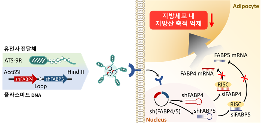항비만 유전자치료제 작용 원리 / 사진=커서스바이오