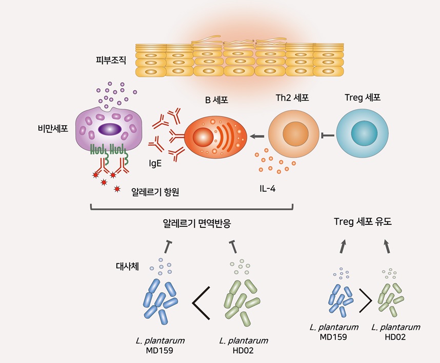 아토피 피부염 치료 메커니즘 설명 / 그림=우리 카지노