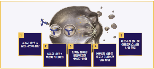 온라인 슬롯의 작용 기전 / 사진=한국아스텔라스제약